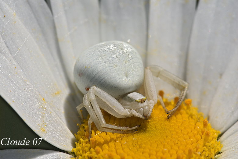 misumena vatia o ragno camaleonte, val d'aveto